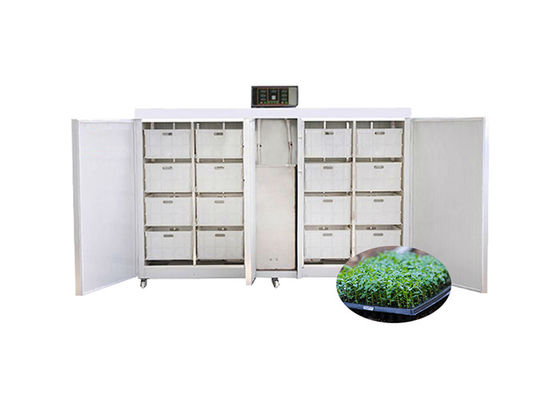 máquina comercial Bean Seed Sprout Machine automático da germinação da semente 250kg/d